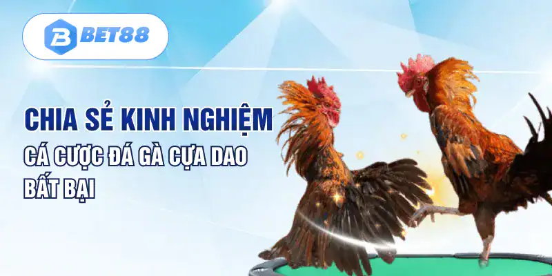 Chia sẻ kinh nghiệm cá cược đá gà cựa dao bất bại Chia sẻ kinh nghiệm cá cược đá gà cựa dao bất bại