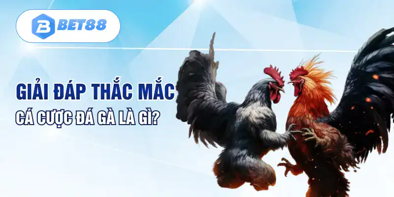 Giải đáp thắc mắc cá cược đá gà là gì? Giải đáp thắc mắc cá cược đá gà là gì?