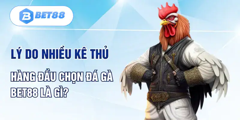 Lý do nhiều kê thủ hàng đầu chọn đá gà Bet88 là gì? Lý do nhiều kê thủ hàng đầu chọn đá gà Bet88 là gì?
